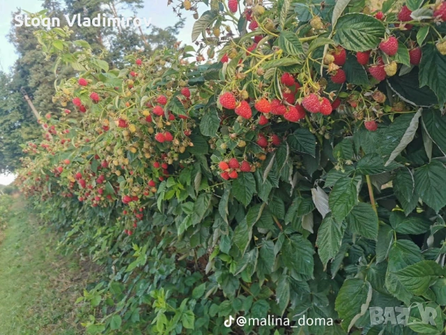 Предлагам Качствен Расад Ягоди и Малини., снимка 13 - Разсади - 53784425