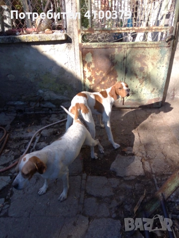 Пойнтери, снимка 3 - Пойнтер - 53163591