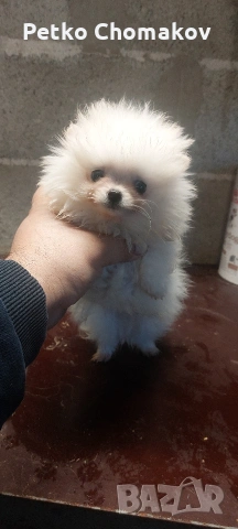 померан, снимка 2 - Померан - 53070875