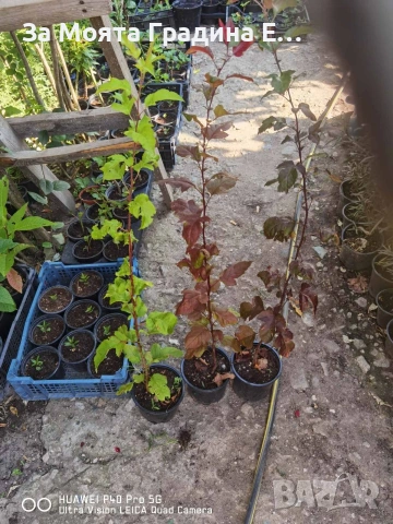 Декоративна червена ябълка , снимка 4 - Декорация за дома - 53619243