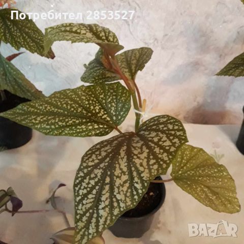 Комплект Бегонии, снимка 6 - Стайни растения - 46245057