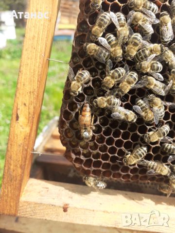 Продавам пчелни майки, снимка 3 - За пчели - 45171384