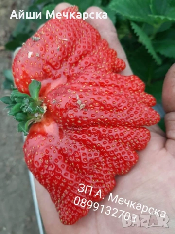 Предлагам разсад ягоди сорт Алба , снимка 3 - Разсади - 53663849