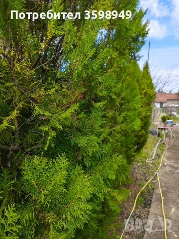 Косене 150€ /декар