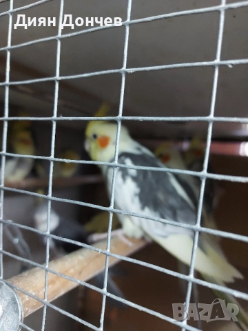 продавам корели , снимка 4 - Папагали - 52263263