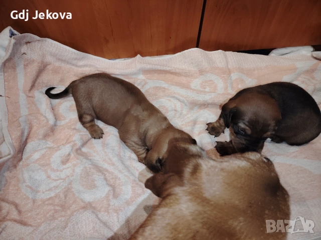 Дакел , снимка 7 - Дакели - 54300851