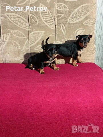Пинчер мини , снимка 2 - Пинчер - 53690500