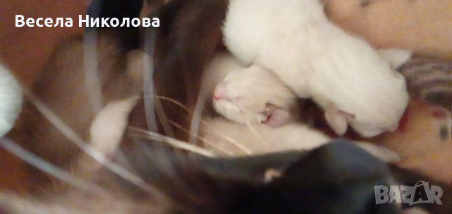 Продаваме сиамски котета 