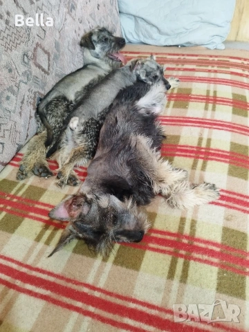 Мини шнауцер , снимка 5 - Други - 53913723