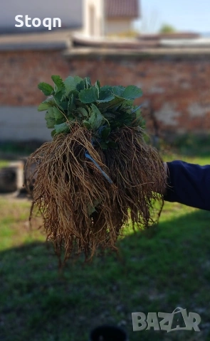 ягодов разсад , снимка 2 - Градински цветя и растения - 53481361