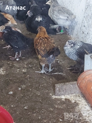 Черен австралорп, кафяв и черен доминант., снимка 8 - други­ - 53830777