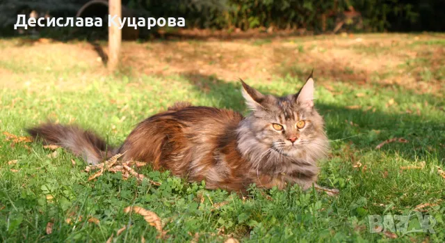 Мейн Куун (Maine Coon), снимка 10 - Мейн кун - 46645760