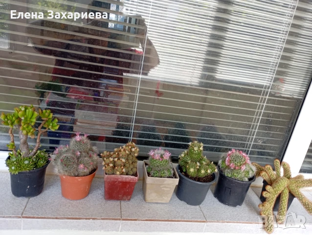 Продавам кактуси, снимка 5 - Стайни растения - 17950413