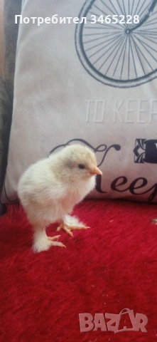 Пиленца Брама, Орпингтон, Легхорн,Шабо, снимка 3 - Кокошки и пуйки - 52882666