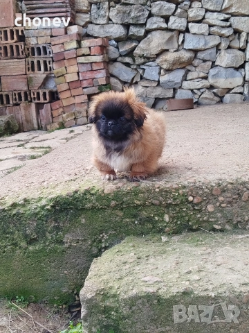 пекинез бебета малки