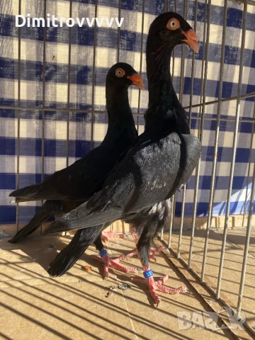 Двойка датски , снимка 1