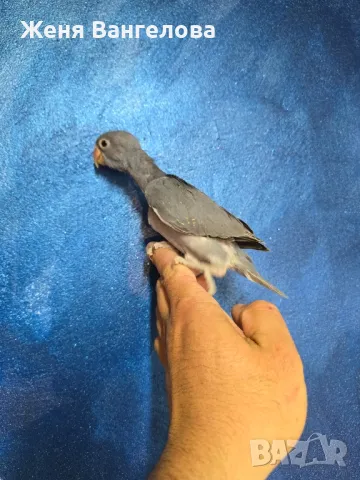 Ексклузивна цена до 1 юни Топ.. Малък александър., снимка 6 - Папагали - 50437180