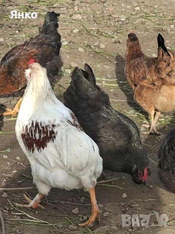 Петли, снимка 13 - Кокошки и пуйки - 54186401