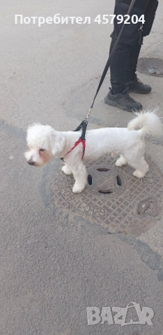 Продава се малтийска болонка (мъжко) може коментар по цената 