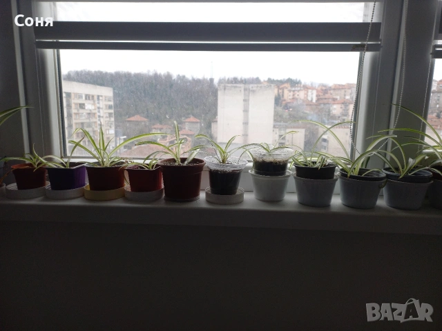 Хлорофитум, снимка 10 - Стайни растения - 53825521