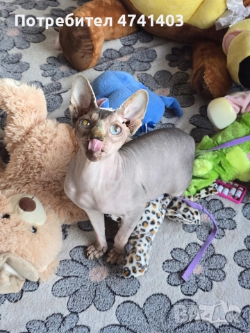 Котенца Канадски Сфинкс, снимка 9 - Други - 53527343