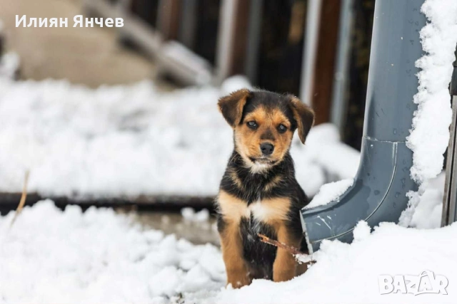 Подарявам гончета , снимка 8 - Гонче - 53261654