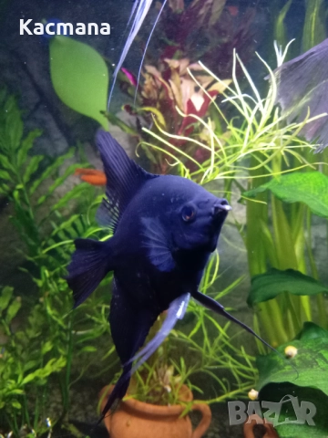 Скалария, скаларии, декоративни рибки