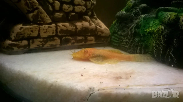 рибки гупи и анциструс, снимка 3 - Аквариуми - 54295502