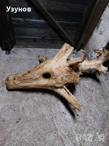 Декорация -корен от дъб, снимка 9 - Декорация за дома - 52513802