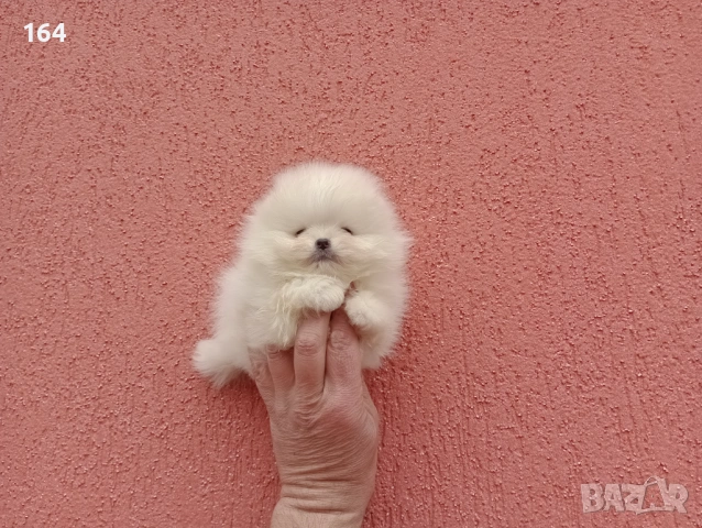 Различни възрасти! Богат избор на мини Померани. Реални снимки !!! , снимка 4 - Померан - 53772615