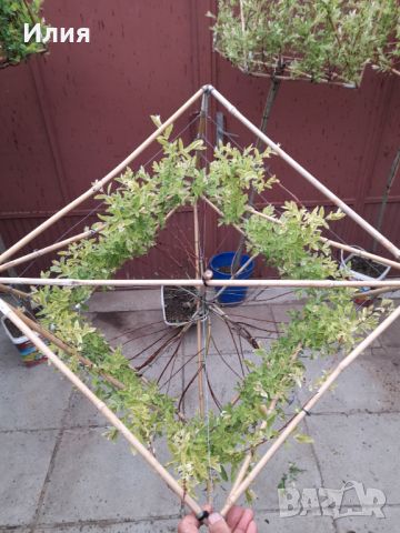 Вариегатна японска върба с геометрично оформление, снимка 14 - Градински цветя и растения - 45387000