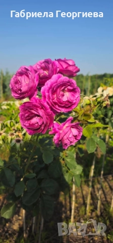 Щамбови рози на гол корен , снимка 8 - Градински цветя и растения - 52324650