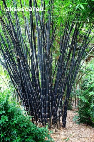 100 бр. бамбукови семена - Phyllostachys nigra - Издръжлив рядък вид вечнозелен черен бамбук, снимка 14 - Сортови семена и луковици - 46470712
