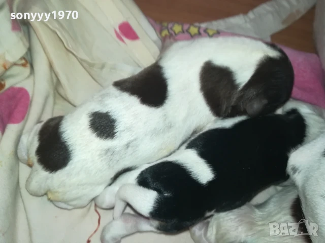 ДЖАК РЪСЕЛ БЕБЕТА 1408252035, снимка 17 - Джак ръсел териер - 51369704