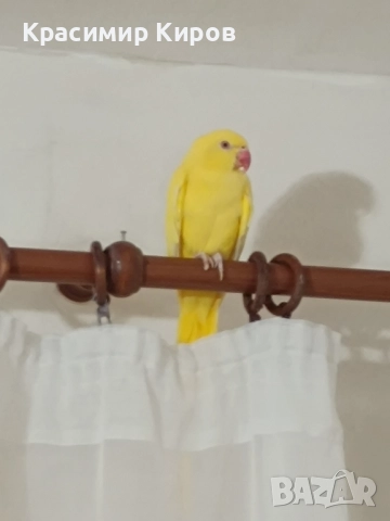 Малък александър , снимка 1