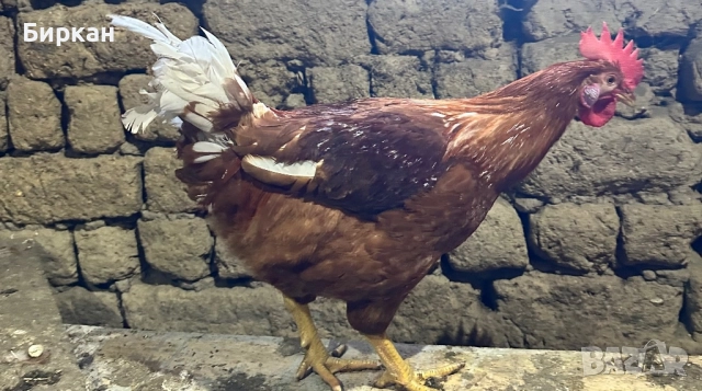 Петли, снимка 2 - Кокошки и пуйки - 52940471