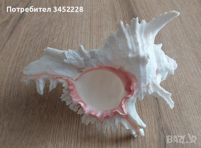 раковина за ценители , снимка 8 - Декорация за дома - 53846311