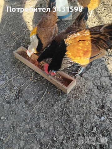 яйца за лупене 