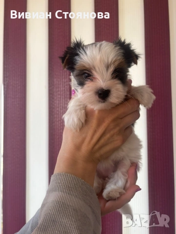 Мъжко и женско йорки бивери, снимка 3 - Йоркширски териер - 53825854