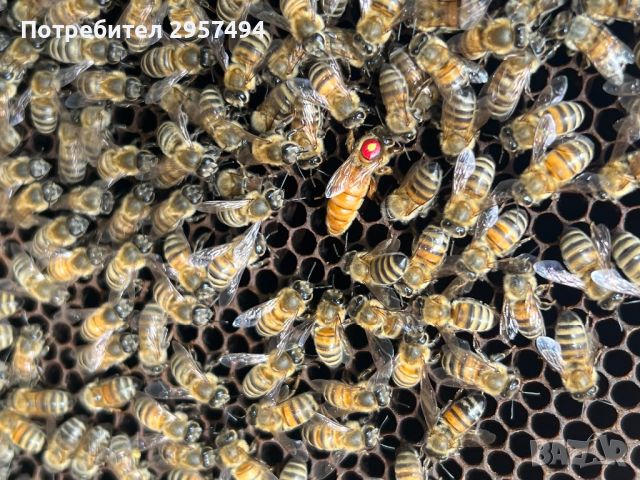 Пчелни майки 2024г, снимка 6 - За пчели - 45959591