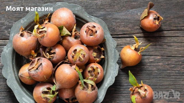 Мушмула, снимка 3 - Градински цветя и растения - 53632401