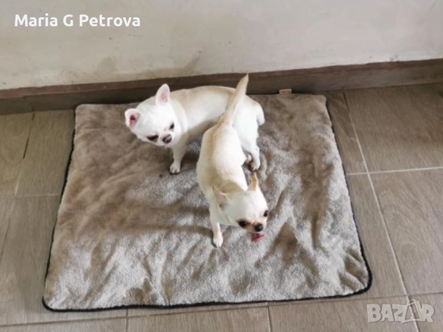 Мъжко чихуахуа, снимка 10 - Чихуахуа - 53783346