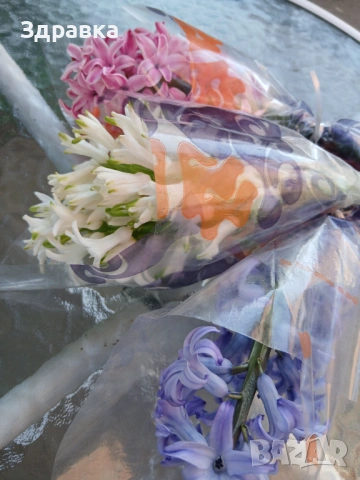Букет зюмбюл за осми март, снимка 3 - Градински цветя и растения - 53747099