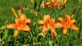 Хемерокалис/Дневна Лилия, снимка 1 - Градински цветя и растения - 45368608