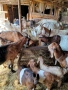 Продавам кози с ярета, снимка 1