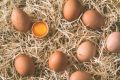 ХАЙПРО БЪЛГАРИЯ – производство на яйца и продажба на птици