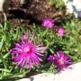 Делосперма (Delosperma cooperii), вечнозелено многогодишно сукулентно растение, снимка 4
