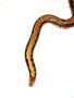 Eryx colubrinus loveridgei, снимка 1 - Змии - 45893534