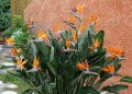 Кралска стрелиция (Strelitzia reginae), снимка 3