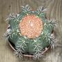 Melocactus matanzanus, снимка 2